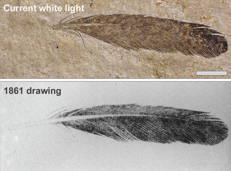 The feather as seen under normal light (top) and an early drawing of the feather, showing an assumed quill.